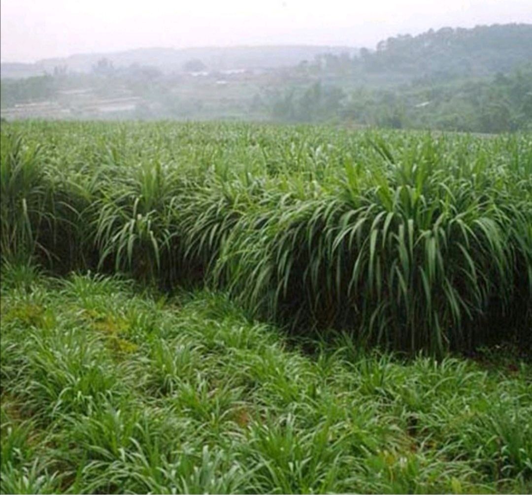 黑麦草种子 小粒多年生黑麦草籽 高产品种 种子公司批发零